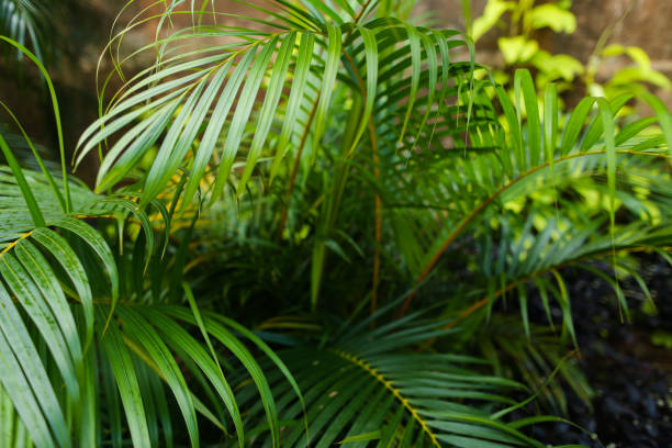 istock Exotic leaves background photo 1174428824