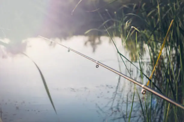 Photo of Fishing rod is thrown into a pond durig fishing.