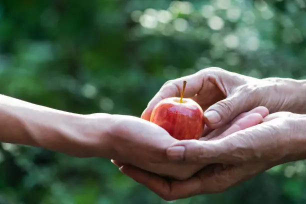 Photo of Closeup a woman gives someone an apple.