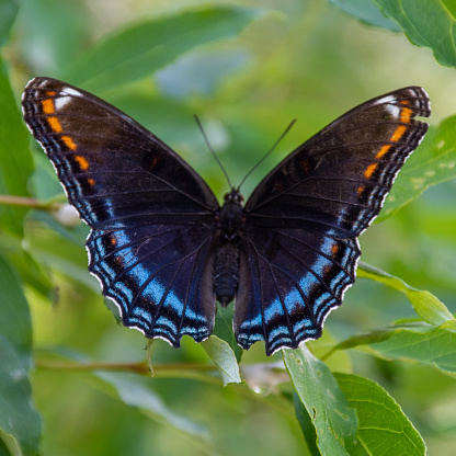 The Red-Spotted Purple ( Limenitis arthemis astyanax ) butterfly in Ontario, Canada close up showing beautiful colours perched on a leaf.