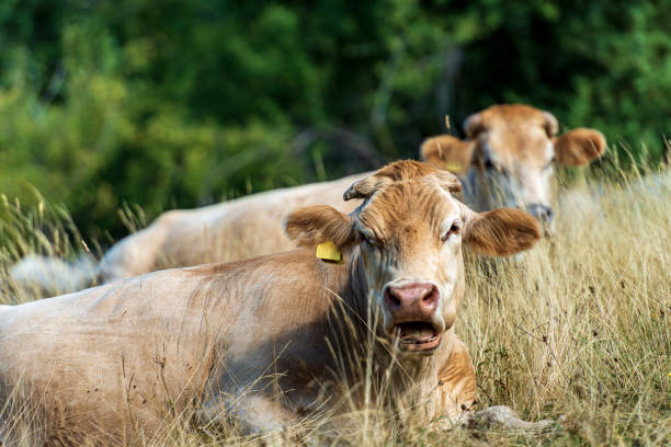 istock Dairy cows relaxing in the dry grass - Italian Alps 1174432370