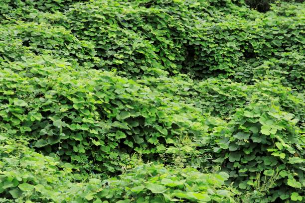 uma parede é coberta por plantas de kudzu é um tipo das ervas fim acima. - kudzu - fotografias e filmes do acervo