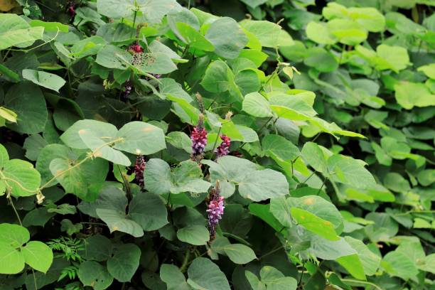 kudzu o pueraria montana también llamado flores de raíz de flecha japonesas con hojas verdes y fondo del cielo. - kudzu fotografías e imágenes de stock