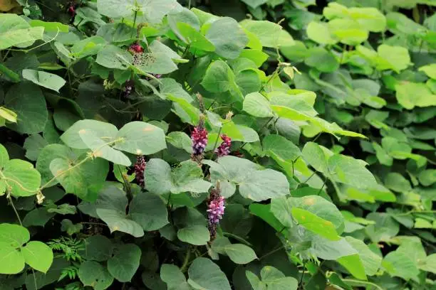 Photo of Kudzu or Pueraria montana also called Japanese arrowroot flowers with green leave and sky background.