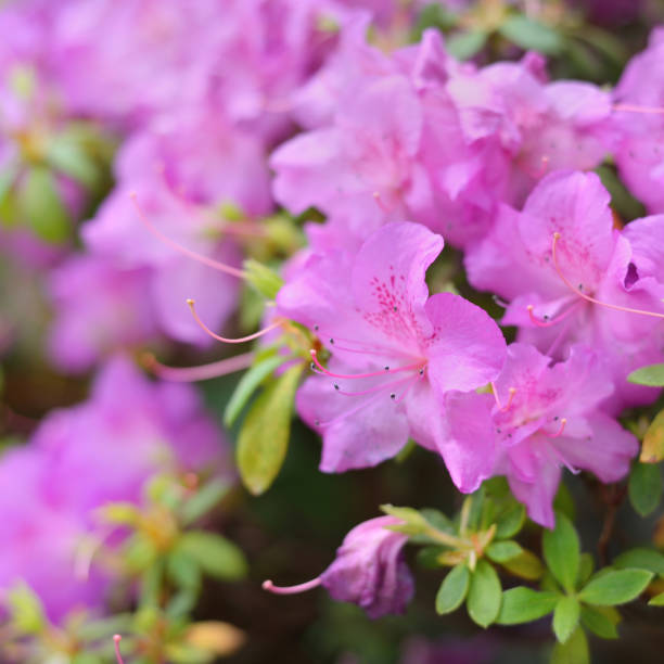 istock pink Rhododendron blooming in spring 1174433650