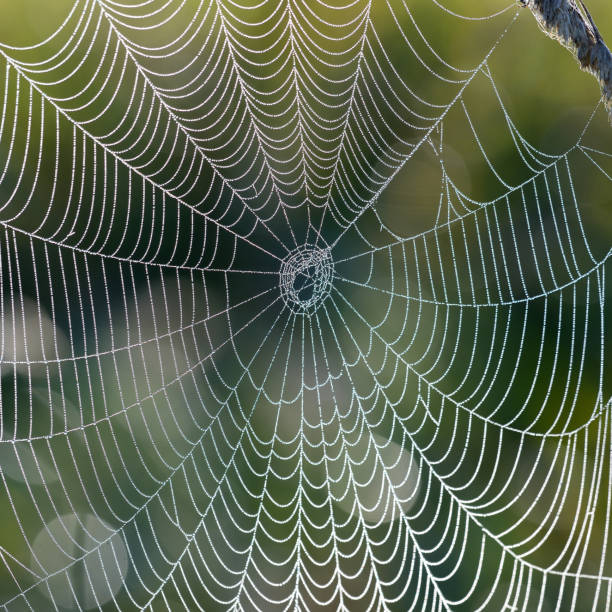 istock Beautiful spider web with water drops close-up 1174433679