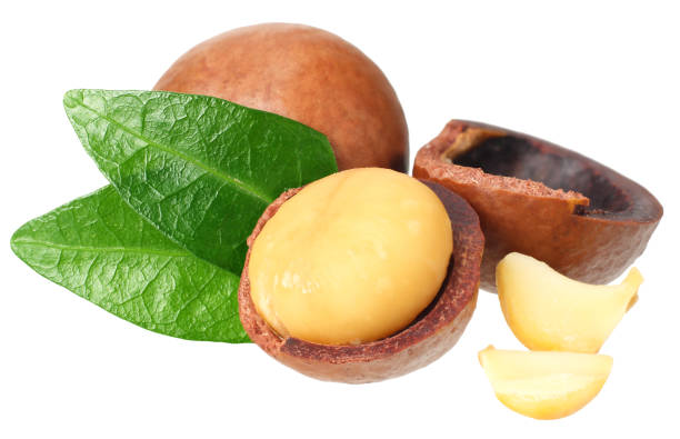 istock Macadamia nut with green leaves isolated on a white background 1174434985