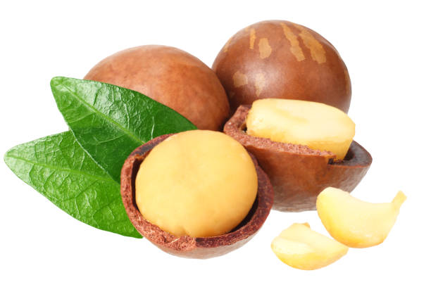 istock Macadamia nut with green leaves isolated on a white background 1174435016