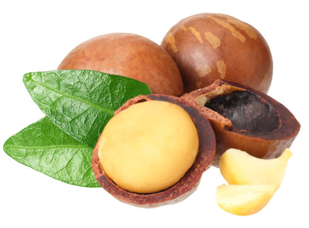 istock Macadamia nut with green leaves isolated on a white background 1174435038