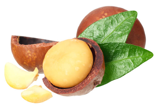 istock Macadamia nut with green leaves isolated on a white background 1174435051
