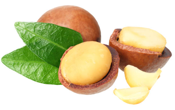 istock Macadamia nut with green leaves isolated on a white background 1174435064