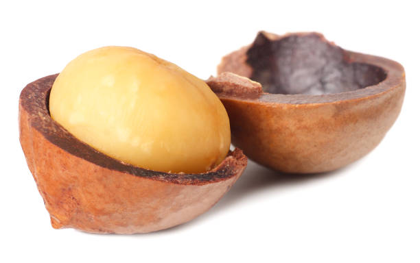 istock two halves of a macadamia nut isolated on a white background 1174435072