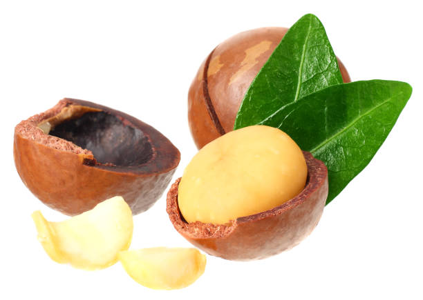 istock Macadamia nut with green leaves isolated on a white background 1174435084