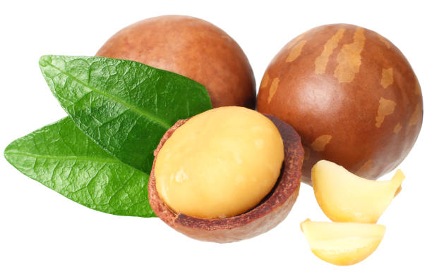 istock Macadamia nut with green leaves isolated on a white background 1174435095