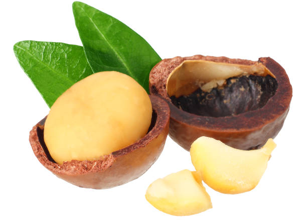 istock Macadamia nut with green leaves isolated on a white background 1174435121