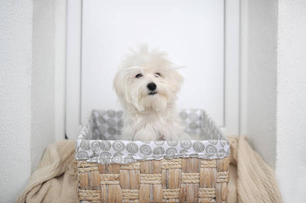 istock Maltese dog in a straw basket indoors 1174436835