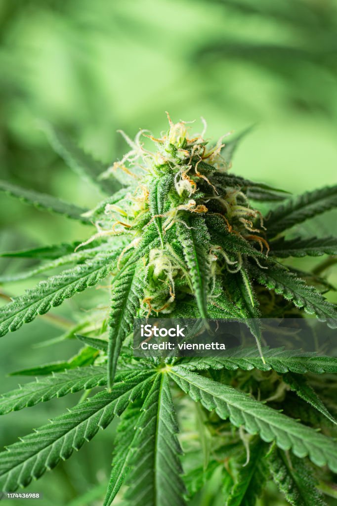 Конопля фото цветы марихуана конопля план