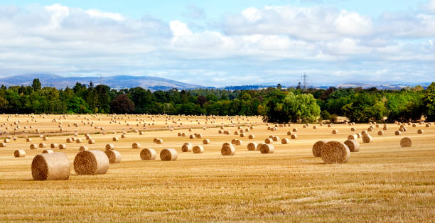 hay bale harvesting in golden field landscape panoramic - wheat sunset bale autumn imagens e fotografias de stock