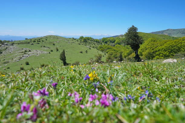 istock Landscape pasture in the mountain Catalonia 1174438451