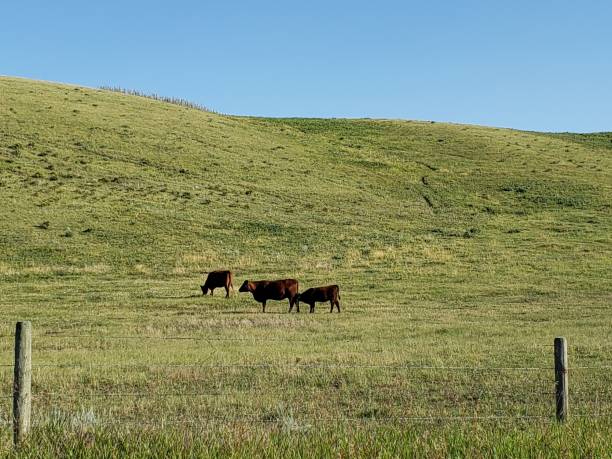istock Three cattle grazing in a green pasture with a hill behind them 1174438866