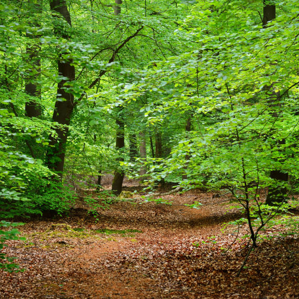 istock Walkway in a spring forest in the Netherlands 1174439631