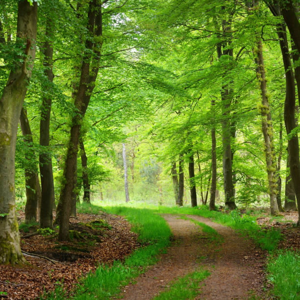 istock Walkway in a spring forest in the Netherlands 1174439678