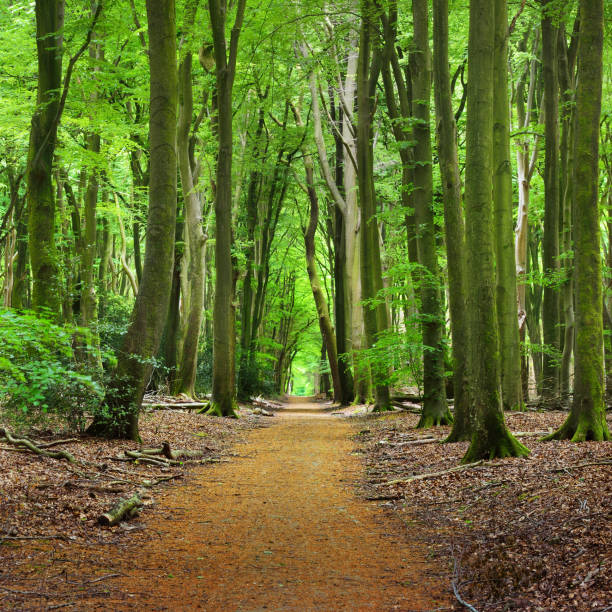 istock Walkway in a spring forest in the Netherlands 1174439688
