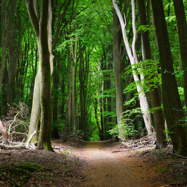 istock Walkway in a spring forest in the Netherlands 1174439701