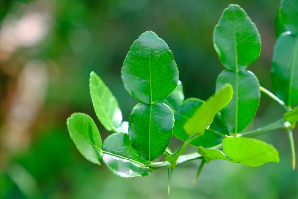 istock Green leaves of Citrus hystrix 1174441251