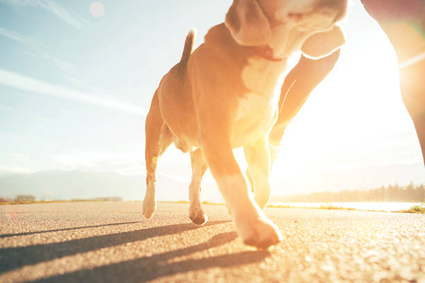 bieganie pies łapy i człowiek nogi zawrzeć w górze obraz u słoneczny dzień - men jogging running sports training zdjęcia i obrazy z banku zdjęć