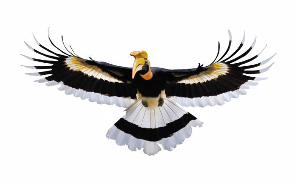 großer hornvogel - doppelhornvogel stock-fotos und bilder