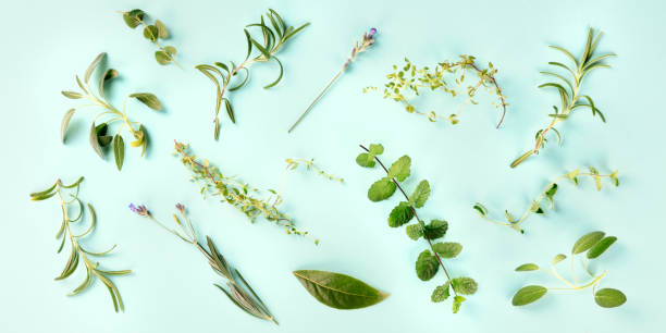 istock Culinary aromatic herbs on a teal blue background, cooking pattern, panoramic overhead shot 1174443019