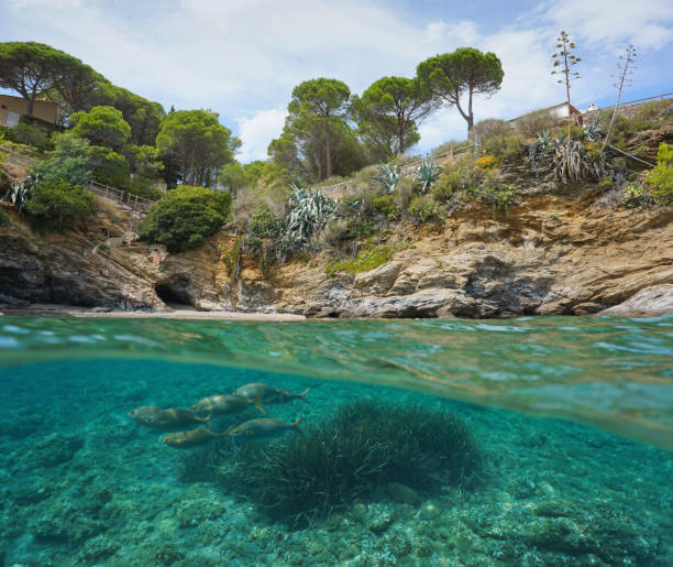 istock Rocky coast fish underwater Mediterranean Spain 1174444570