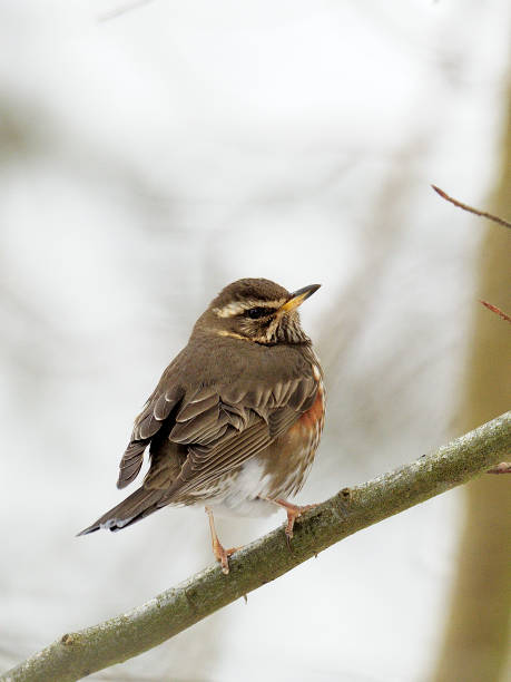 istock A Redwing perches upon a branch in winter 1174444700