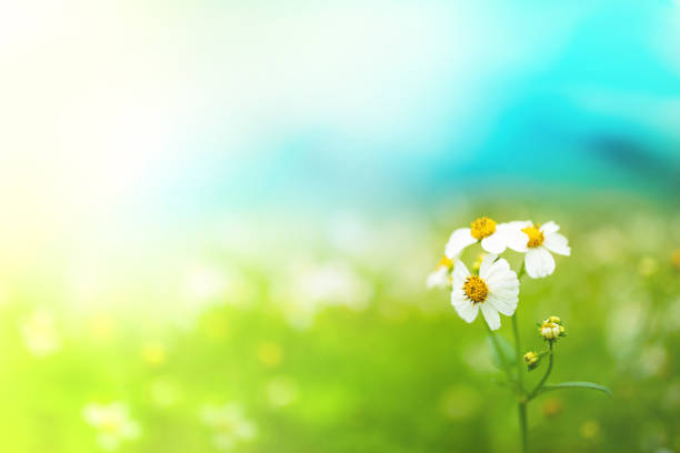 istock White wild flowers with blur green-blue background 1174446683