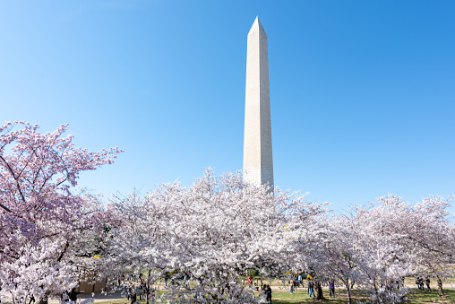 During National Cherry Blossom Festival, tourists are enjoying holiday at National Mall in Washington DC,USA.