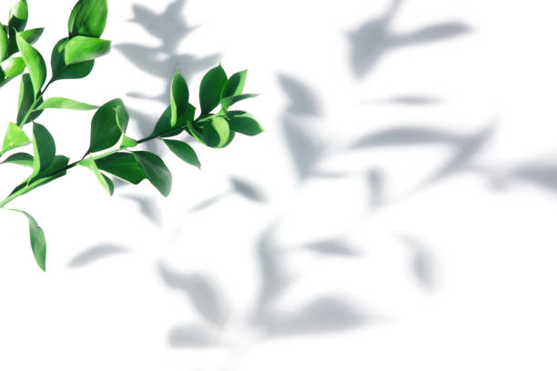istock twigs with green foliage and shadows on a white background 1174448100