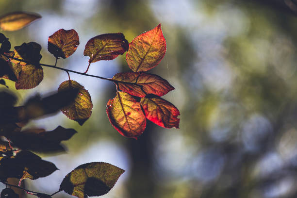istock First autumn leaves close up on a forest landscape background 1174448211
