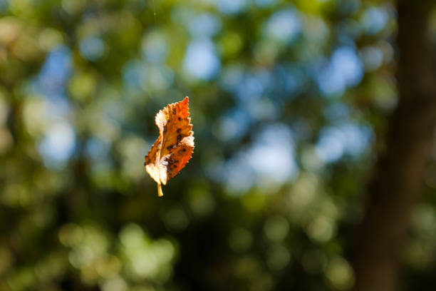 First autumn leaves close up on a forest landscape background