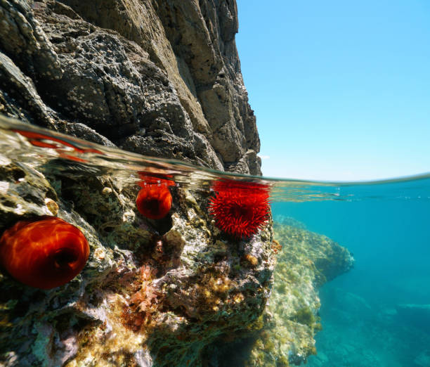 Rocky shore with beadlet anemones, split view half over and under water, Mediterranean sea, France