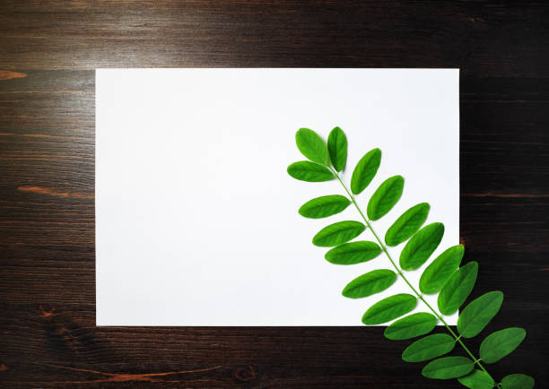 istock Letterhead, acacia branch 1174449409