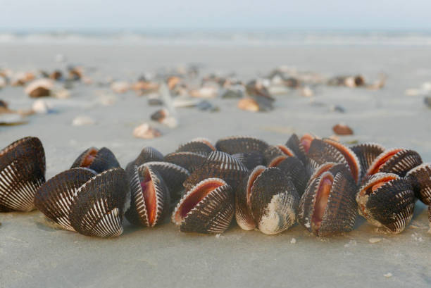 Ponderous ark shells washed up on a Florida beach after Hurricane Dorian
