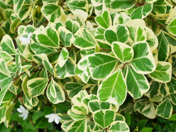 Ficus deltoidea Jackf. Varied