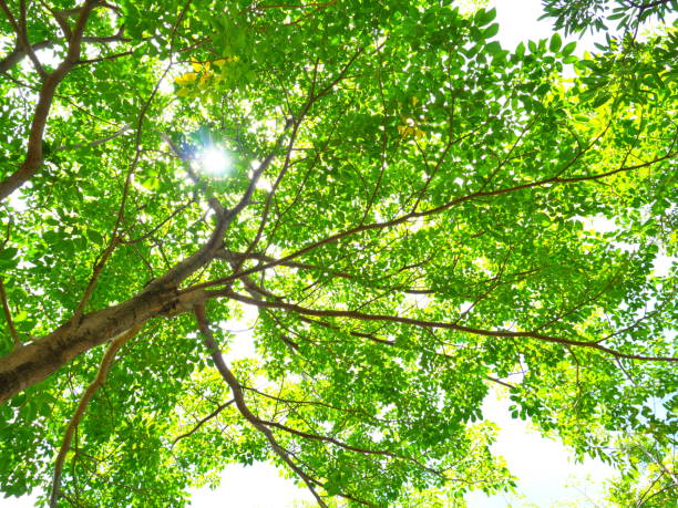 czarujące słońce na zielonych koronach drzew - tree growth sequoia rainforest zdjęcia i obrazy z banku zdjęć