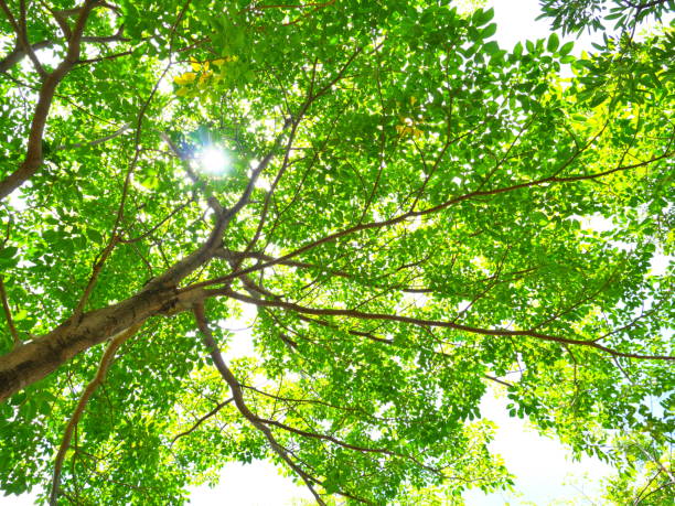 enchanting sunshine on green treetops - tree growth sequoia rainforest imagens e fotografias de stock