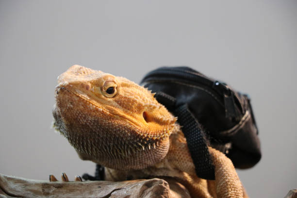 istock Dragon lizards with mini bag reptile looking at the camera in open zoo 1174451425