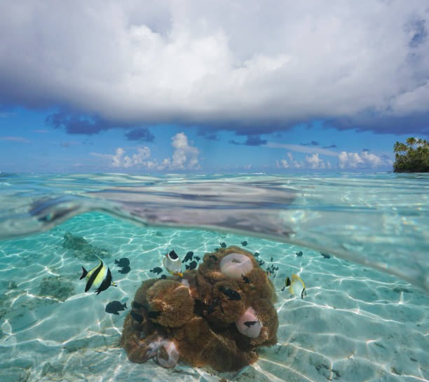 istock Seascape cloud horizon anemone and fish underwater 1174451485