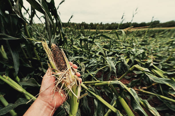 mais-ernteschaden - crop damage stock-fotos und bilder