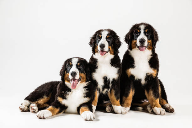 istock Studio shot of berner sennenhund puppies on white studio background 1174451893
