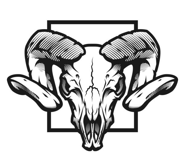 ilustrações de stock, clip art, desenhos animados e ícones de ram skull, black and white emblem, illustration - wildlife sheep animal body part animal head